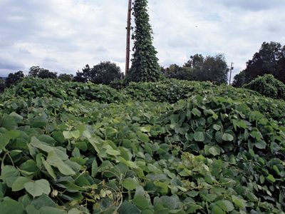 kudzu