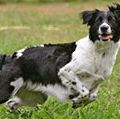 Dog playing and chasing ball. (pet; canine; domestic animal)