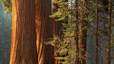 Majestic sequoias in Sequoia National Park. (trees; sunlight; forest; conifers; sequoia tree)