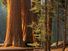 Majestic sequoias in Sequoia National Park. (trees; sunlight; forest; conifers; sequoia tree)