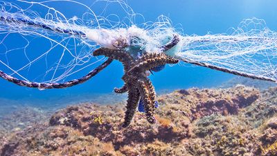 Star fish entangled in gillnet