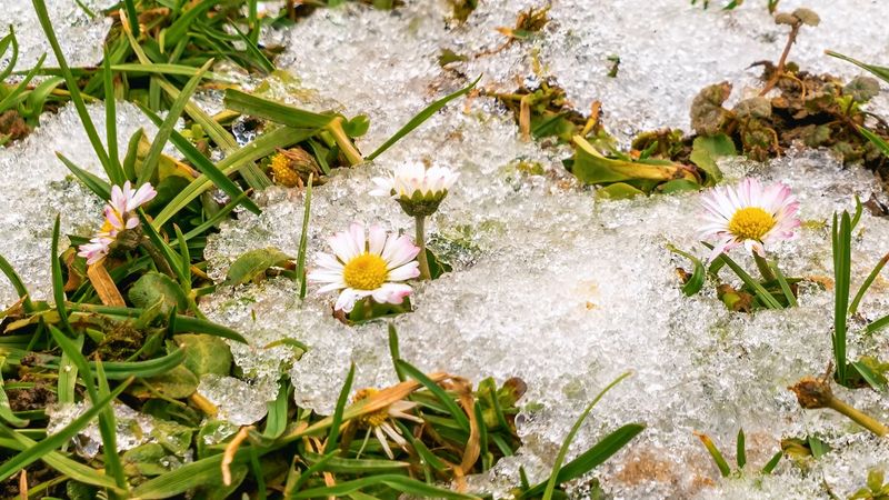 What's the problem with an early spring? Explaining the issues caused by spring (season) arriving early. Climate change, global warming, environment. Species effected include Washington, D.C., cherry blossoms; lilac; honeysuckle; birds; bees; and Arctic ground squirrels. Based on John Rafferty article The Perils of an Early Spring.