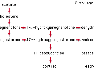 pathways in the biosynthesis of steroid hormones