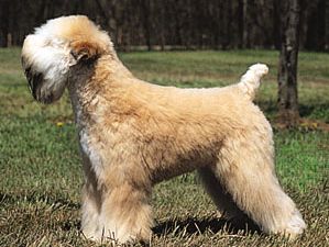 Soft-coated wheaten terrier.