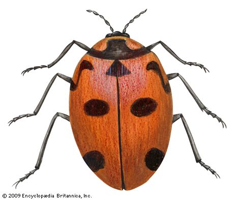 Nine-spotted ladybird beetle