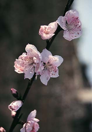 peach blossoms