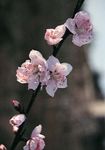 peach blossoms