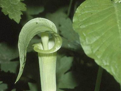 jack-in-the-pulpit