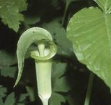 jack-in-the-pulpit