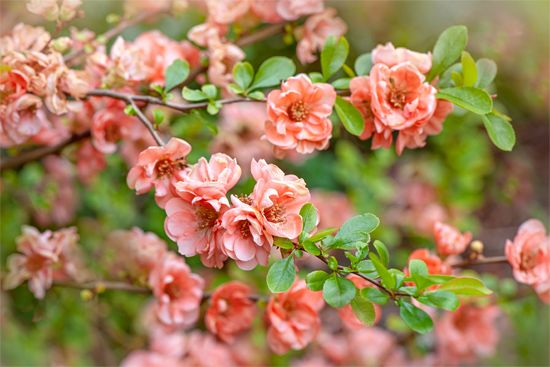 Japanese quince