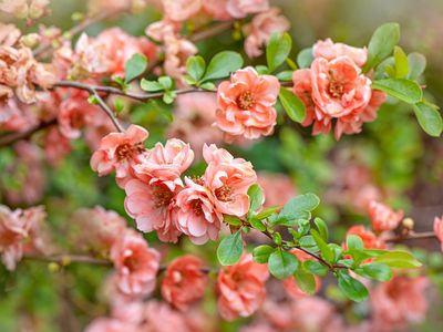 Japanese quince