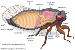 internal features of the cicada