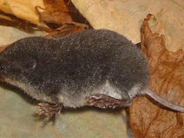 water shrew