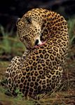 Leopard (Panthera pardus)