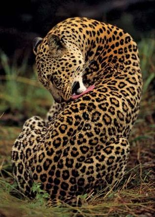 Leopard (Panthera pardus)