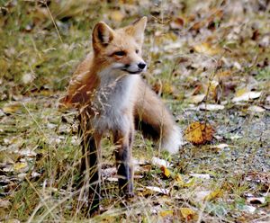 red fox