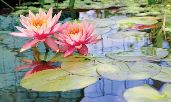 water lilies in bloom