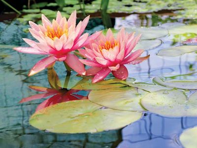 water lilies in bloom