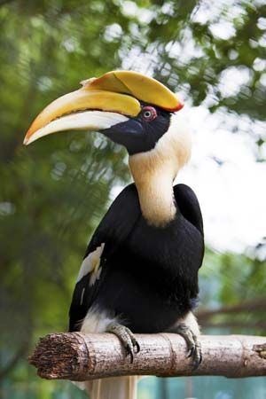 great hornbill