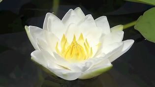 See how the petals of a white water lily flower open and fold in on themselves to keep the flower watertight when closed