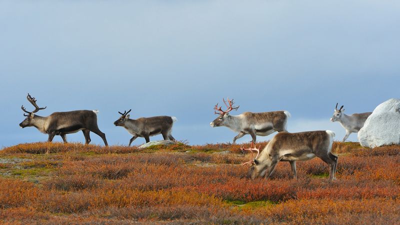 The impact of climate change on Sweden's reindeer population