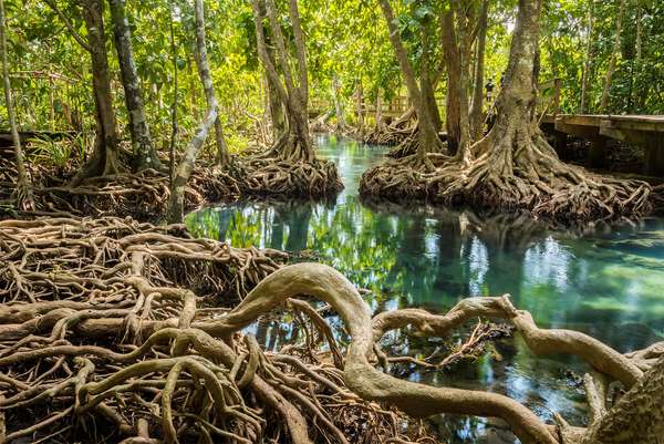 Exposed roots of mangrove trees in Tha Pom Khlong Song Nam park, near Krabi, Thailand. Forest, swamp, habitat, ecosystem, plants