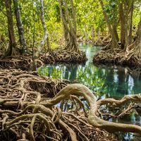 Exposed roots of mangrove trees in Tha Pom Khlong Song Nam park, near Krabi, Thailand. Forest, swamp, habitat, ecosystem, plants