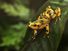 The Panamanian Golden Frog is a critically endangered frog which is endemic to Panama.