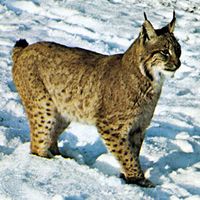 Canada lynx