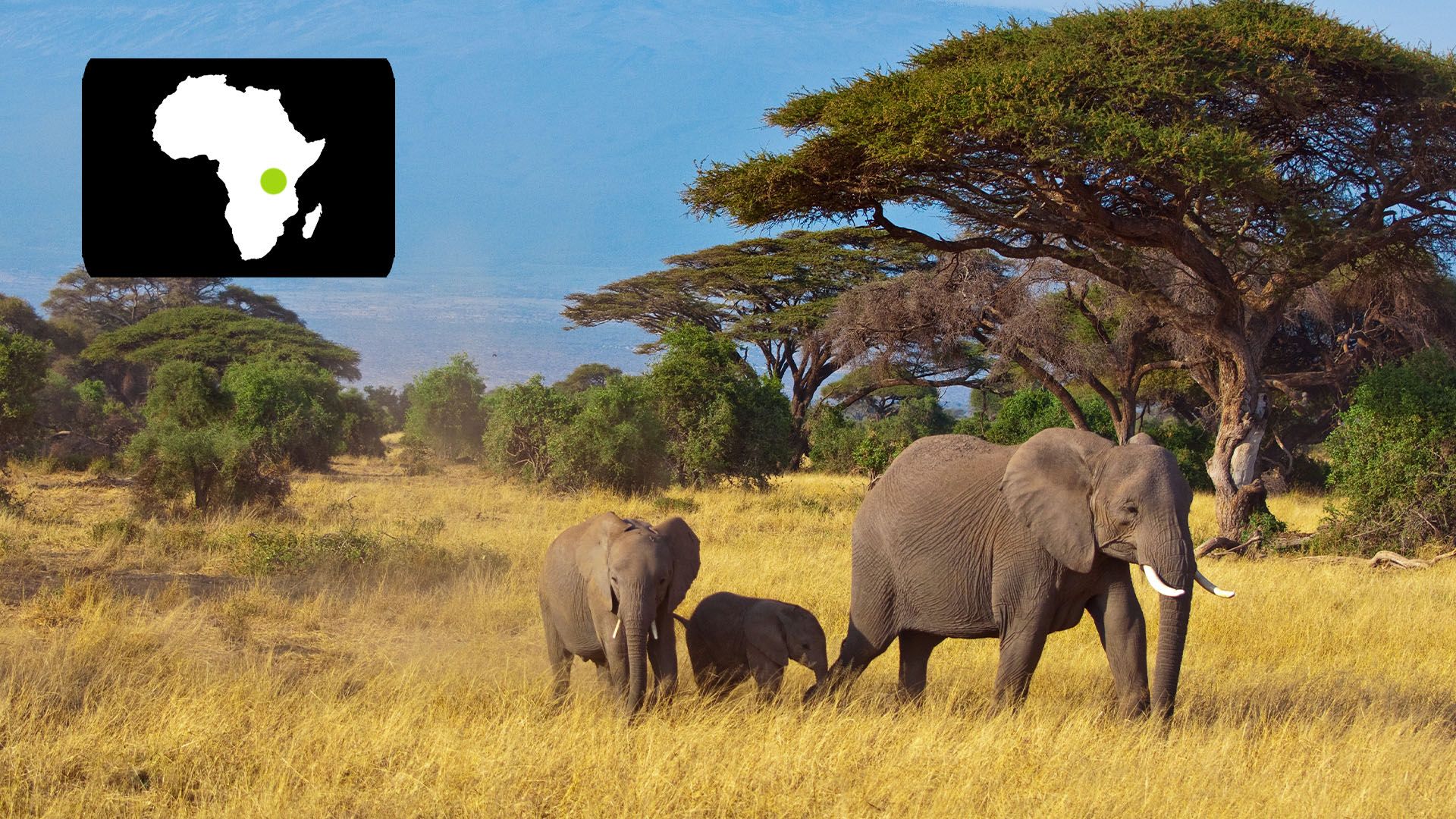 African elephants (Loxodonta africana) live in the area surrounding Mount Kilimanjaro, Tanzania.