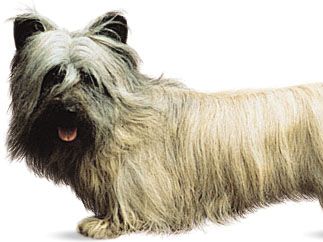 Skye Terrier