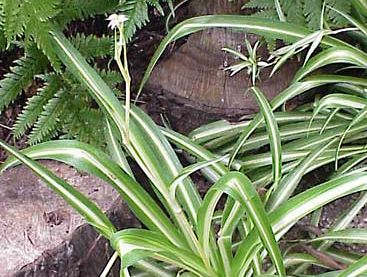 spider plant