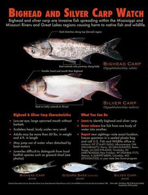 bighead carp and silver carp