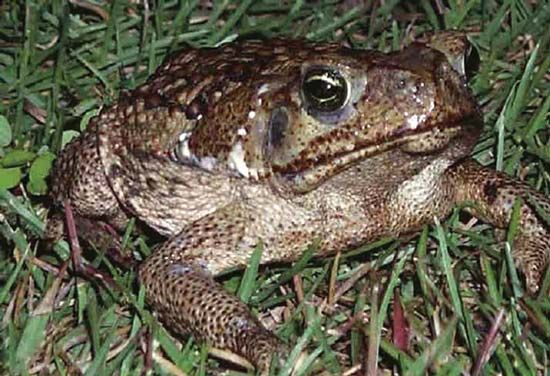 cane toad