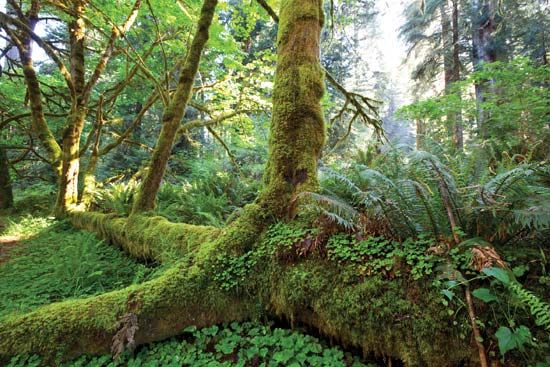 temperate rainforest