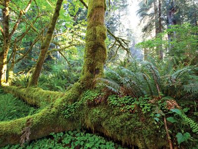 temperate rainforest