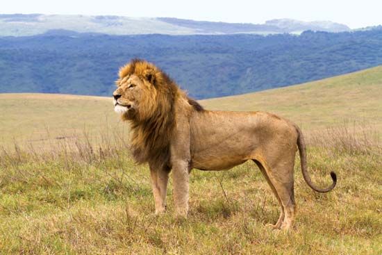 Male lion (Panthera leo) in the Ngorongoro Conservation Area.