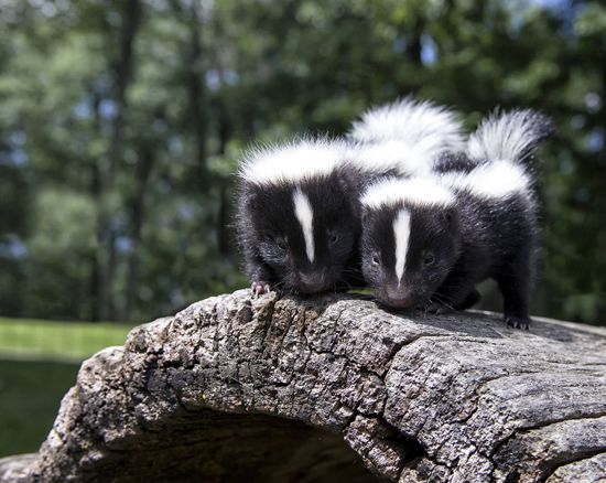 striped skunk (Mephitis mephitis)