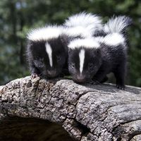 Pair of baby skunks, side by side, on a fallen log.