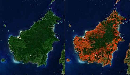 Borneo deforestation