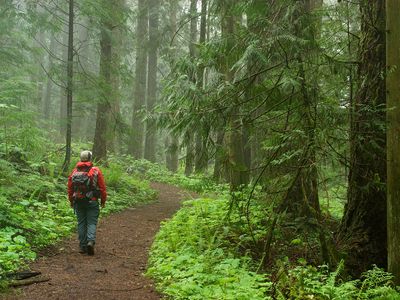 Western red cedar trees