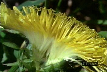 Track the life cycle of a dandelion flower to analyze its pollination and seed dispersal methods