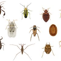 Diversity among heteropterans. lace bug, termite bug, coreid bug, bat bug, toad bug, water strider, backswimmer, bedbug, stinkbug, water scorpion, plant bug, insects