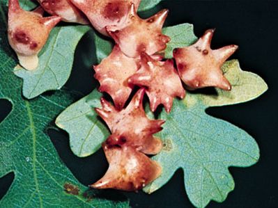 Galls of cynipid wasp Antron douglasii on oak leaves.