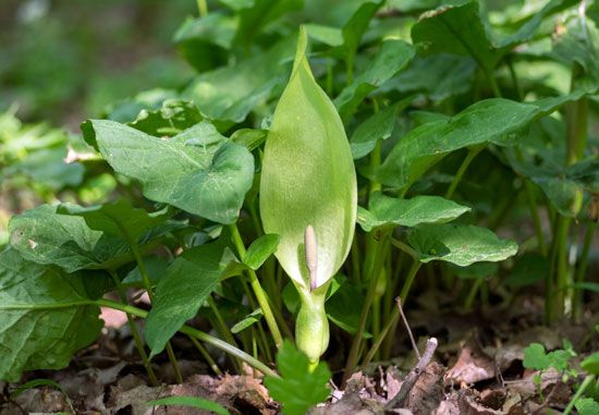 cuckoopint