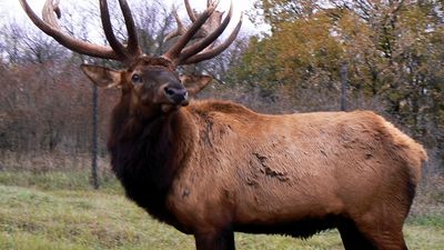 elk