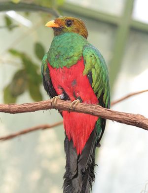 golden-headed quetzal