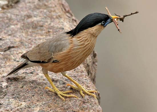 Brahminy starling