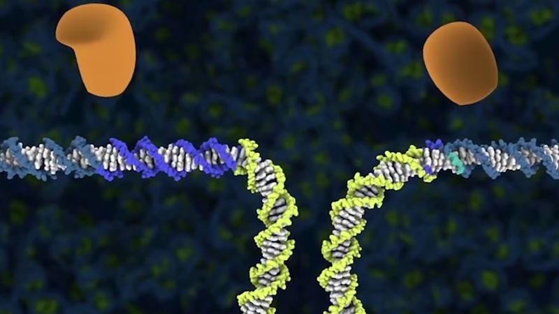 Know about CRISPR Cas9 technology in gene editing and its application in human therapeutics to agriculture