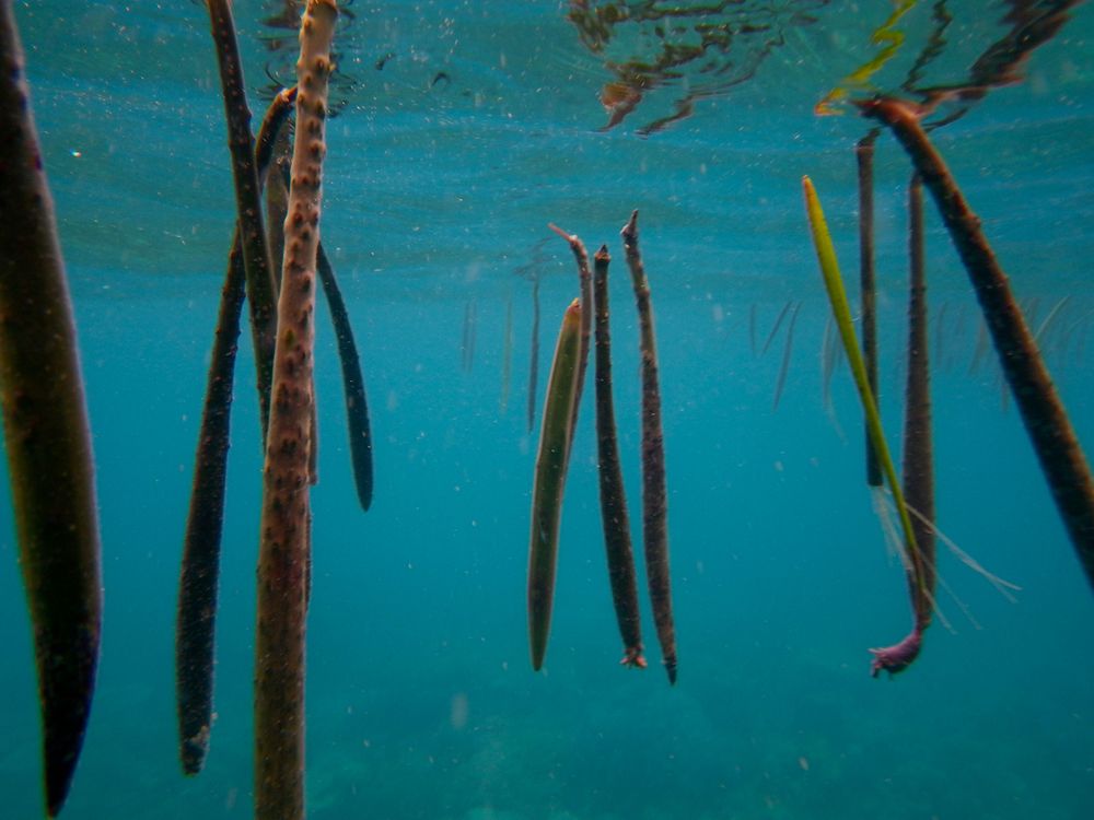 Mangrove propagules, great barrier reef